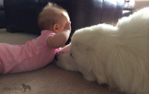 Great Pyrenees