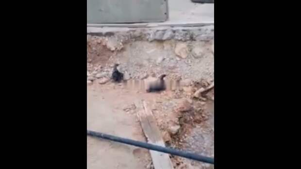 Video: com.bongasoft.addremovewatermark_VivaCut_video_1736266158918_HD.mp4