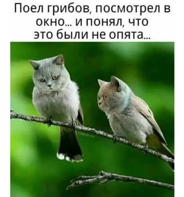 Золотая подборка юмора для Вас