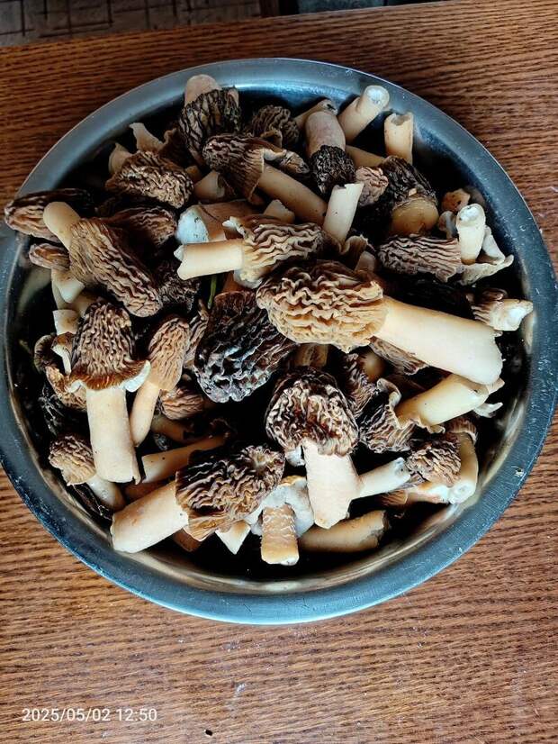 Фото: Дядя Федор / vk.com/gribniki22rus