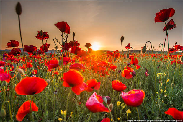Crimean poppies / Крымские маки