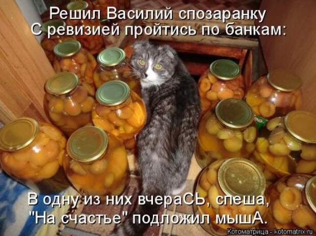 Новые котоматрицы для настроения (32 шт)