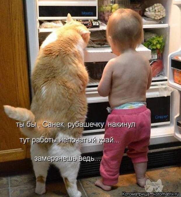 Свежая котоматрица (35 фото)