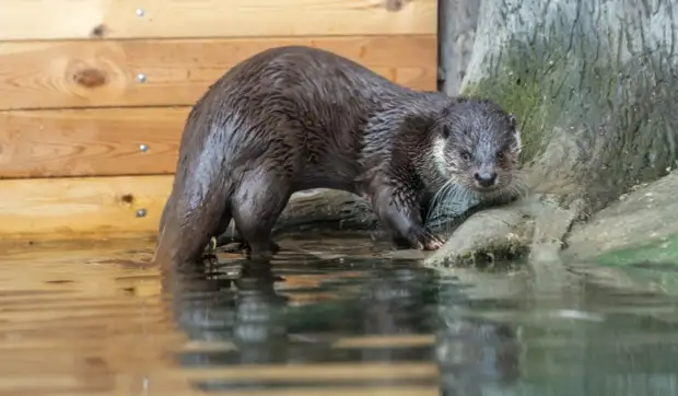 Видео дня: калининградская выдра грациозно плещется в ванне
