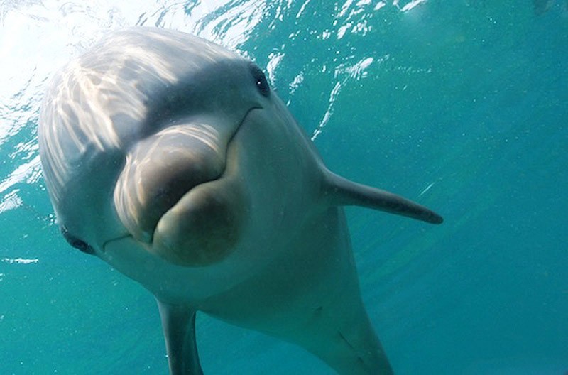 dolphins06 dolphins06 Самые удивительные факты о дельфинах