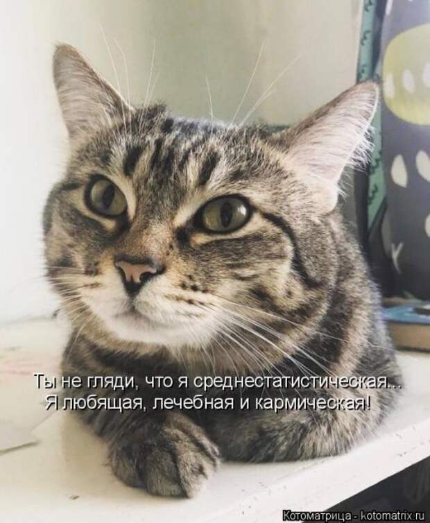 Лучшие котоматрицы недели (50 фото)