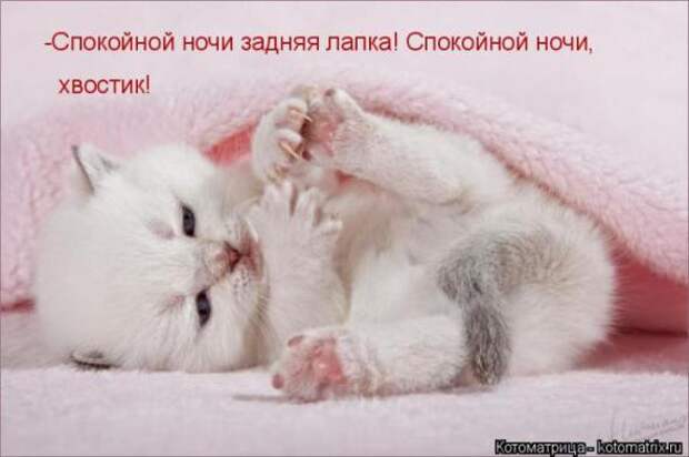 Котоматрицы(картинки с надписями)