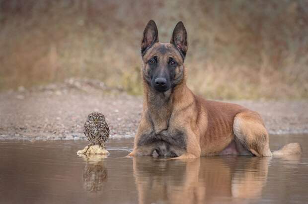 557455-900-1458032069-ingo-else-dog-owl-friendship-tanja-brandt-14