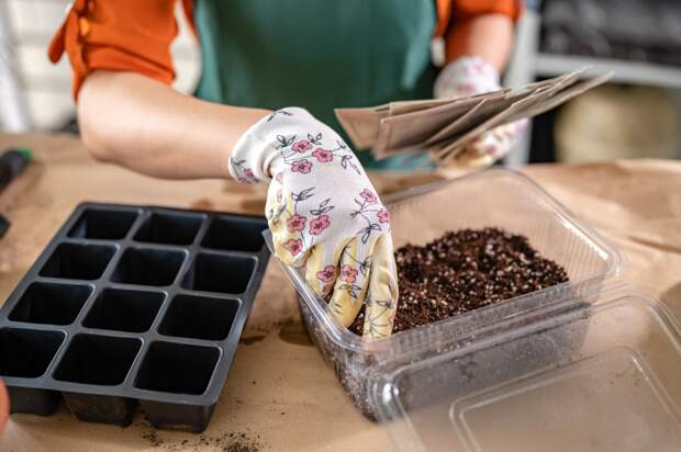 Рассада вытягивается: почему, что делать? Причины и меры профилактики