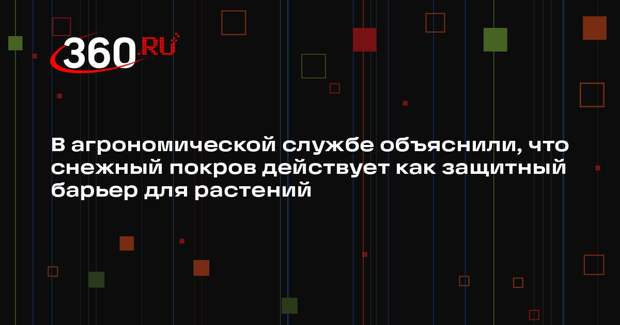 В агрономической службе объяснили, что снежный покров действует как защитный барьер для растений