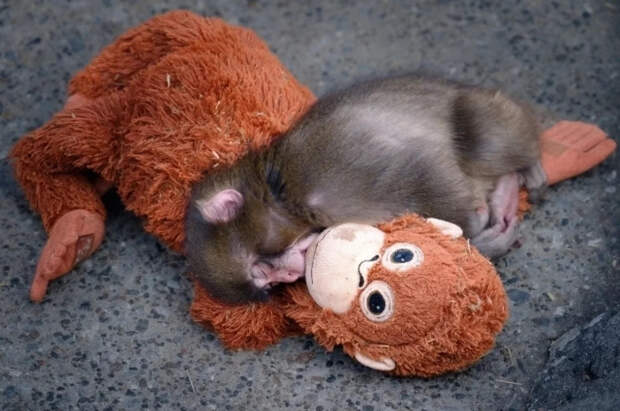 Осиротевшего детеныша макаки Панча сделали героем компьютерной игры