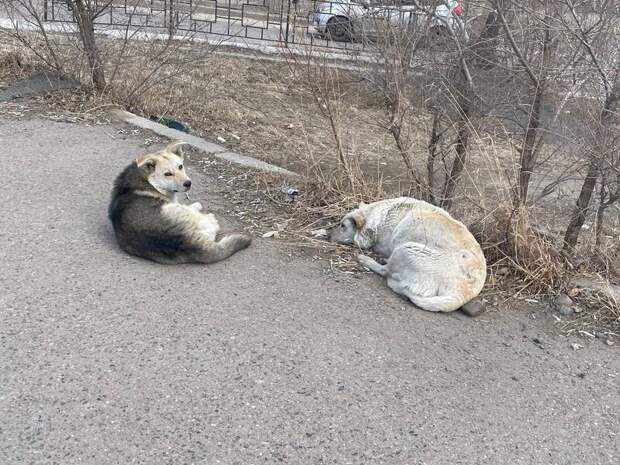 Всего 11 собак отловили за сутки в Чите