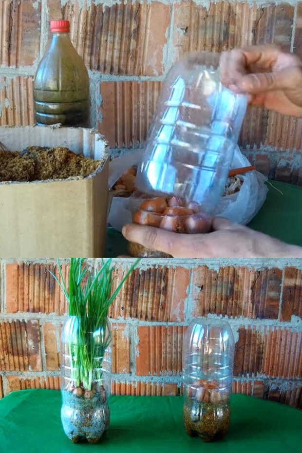 Как вырастить зеленый лук