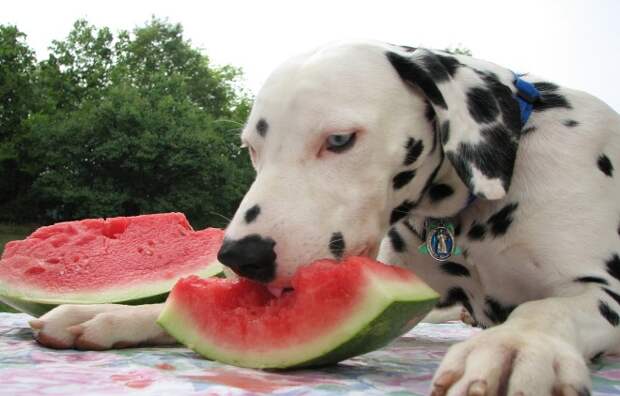 Могут ли собаки есть фрукты?