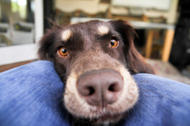 Собачьи портреты Creative Dog Portraits 11 Радостные собаки в объективе девушки подростка