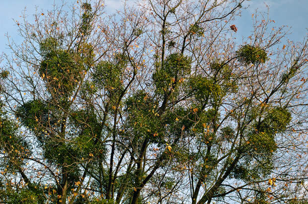 omela-1-thumb-700x465-9603 (700x465, 397Kb)