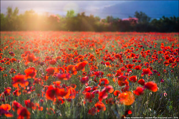 Crimean poppies / Крымские маки