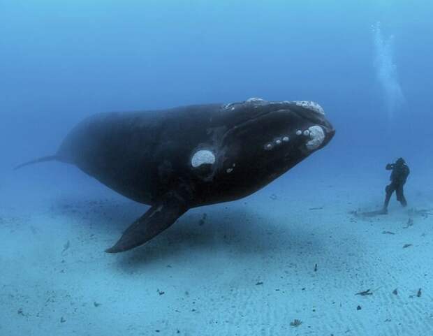 Brian Skerry / National Geographic