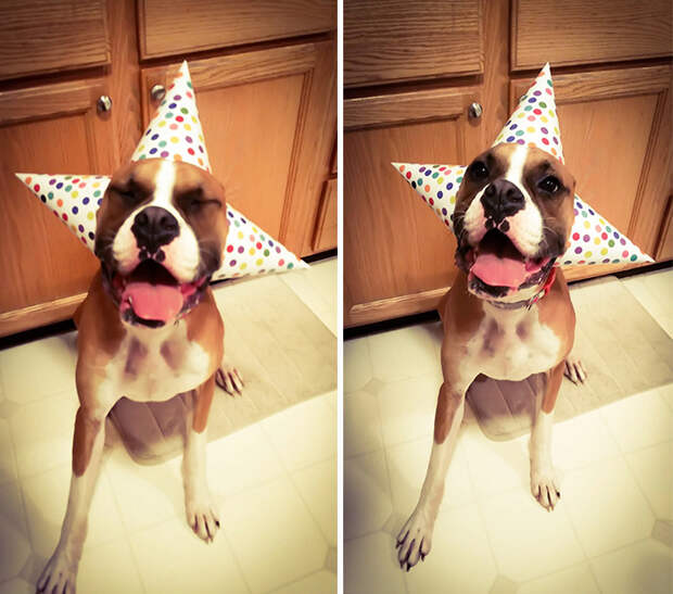 pets-that-have-better-birthday-parties-than-you-61-570f49e61d309__700