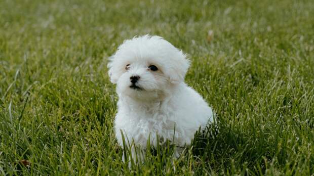 Мальтипу, или метис пуделя и мальтезе — один из самых дорогих миксов на нашем рынке. Фото Xuan Nguyen/Unsplash Мальтипу, или метис пуделя и мальтезе — один из самых дорогих миксов на нашем рынке. Фото Xuan Nguyen/Unsplash