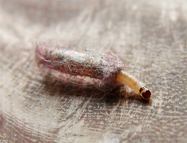 Личинка шубной моли в чехольчике