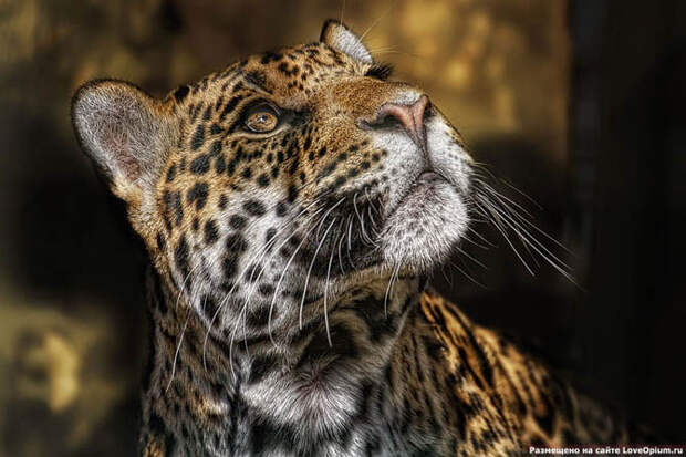 Портреты животных