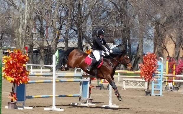 Конный спорт челябинск. В Челябинске конный спорт Рифей. Конный комплекс Челябинск. Рифей Кубок губернатора Челябинск. Лошади в Челябинской области конный спорт Рифей.