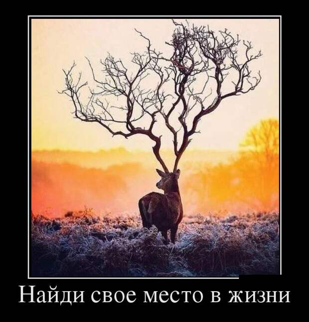 Демотиваторы (30 фото)