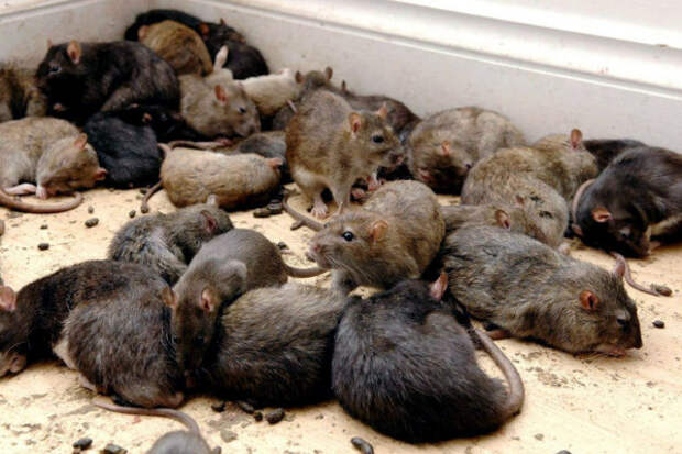 Ужасные факты про обычных крыс