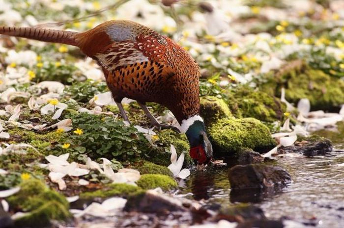 Birds_9 (700x465, 346Kb)