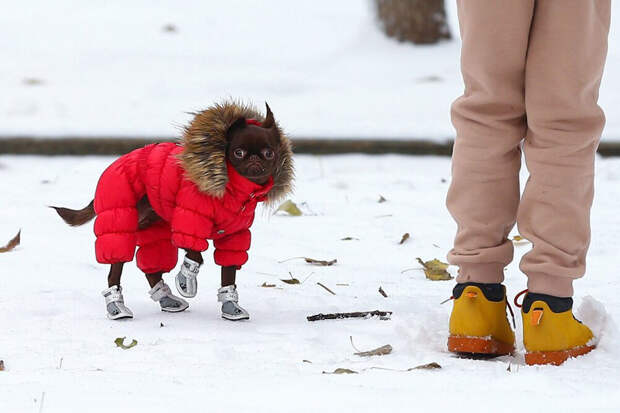 Синоптик Вильфанд спрогнозировал кратковременное потепление в Москве