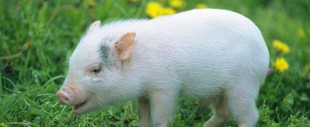 Pig As a Pet