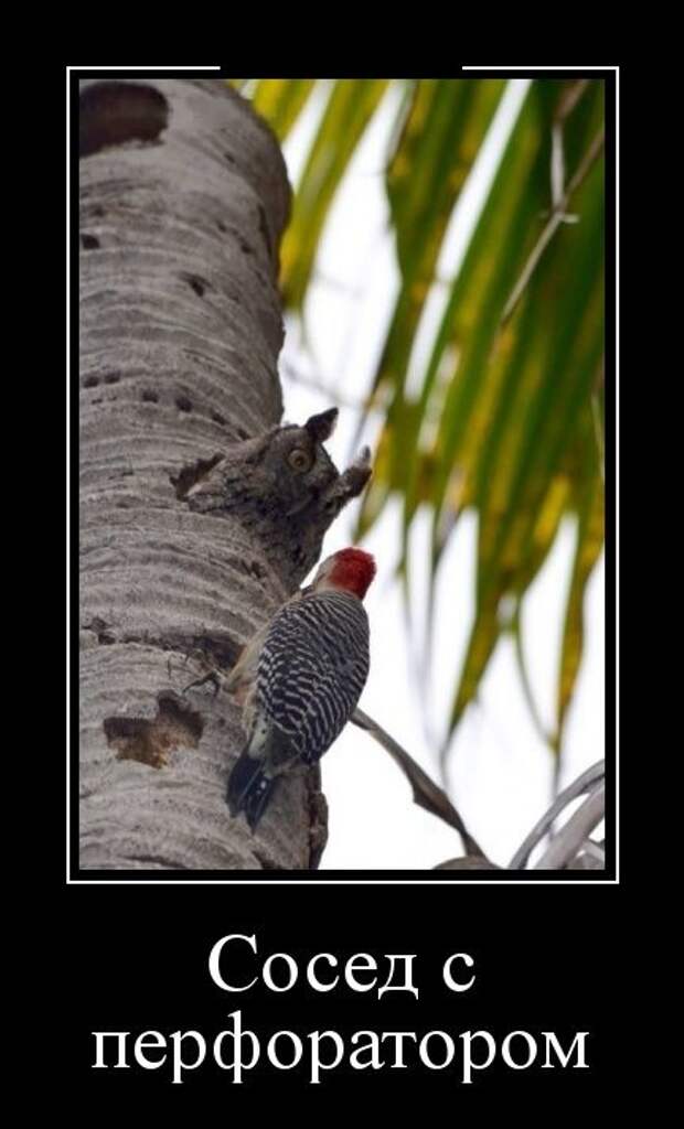 Демотиваторы