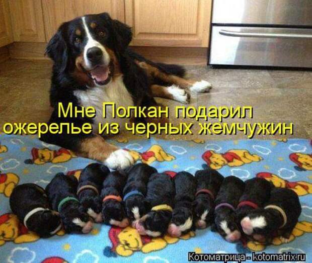Котоматрицы(картинки с надписями)
