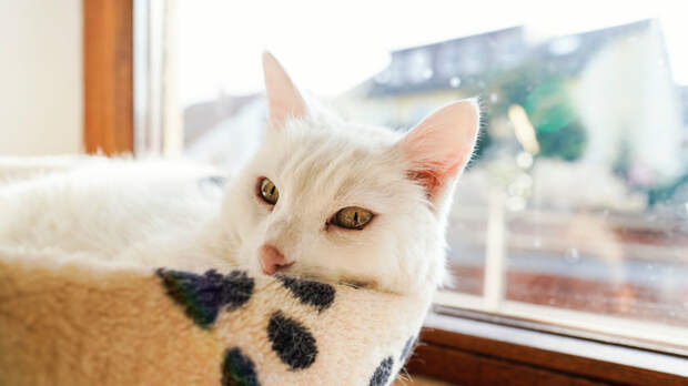 Ветврач Ивайкина: открытое в режиме зимнего проветривания окно опасно для кошек