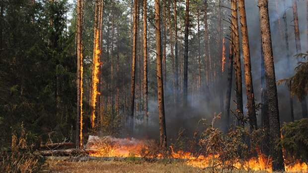 МЧС предупредило о чрезвычайной пожароопасности на курортах Кубани
