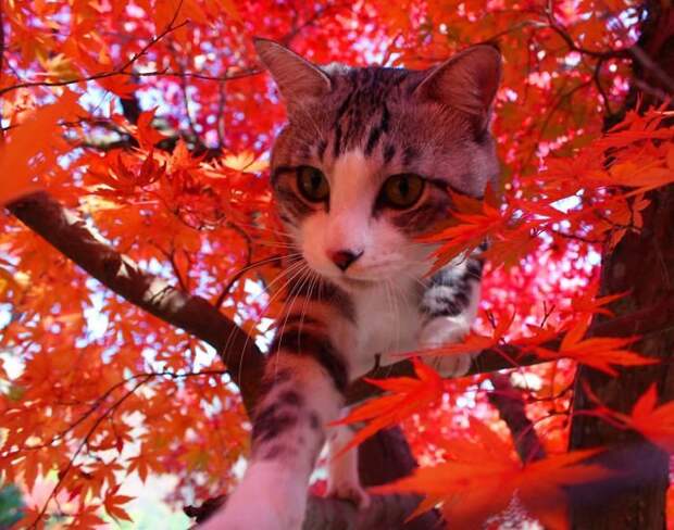 Фотогеничность зашкаливает: кот, который всегда замечательно выходит на снимках Нянкичи, животные, знаменитость, кот, фотогеничность, фотография, япония