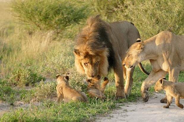 Львы увидели раненого лисенка и то, что сделала львица поразило вcех животные, лев, природа, факты, хищники
