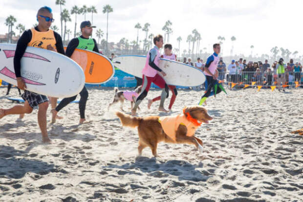 В Калифорнии прошло состязание собак-сёрферов