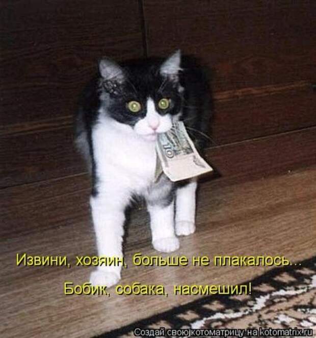 Лучшая котоматрица недели (26 шт)
