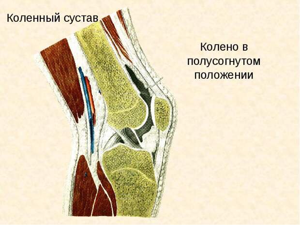 У кого когда-нибудь не болели колени? Начал по утрам бегать, ходить с палками километровые марши, приседать со штангой - через пару недель заболели колени.-2