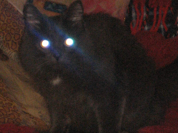 Немного про кота животные, коты