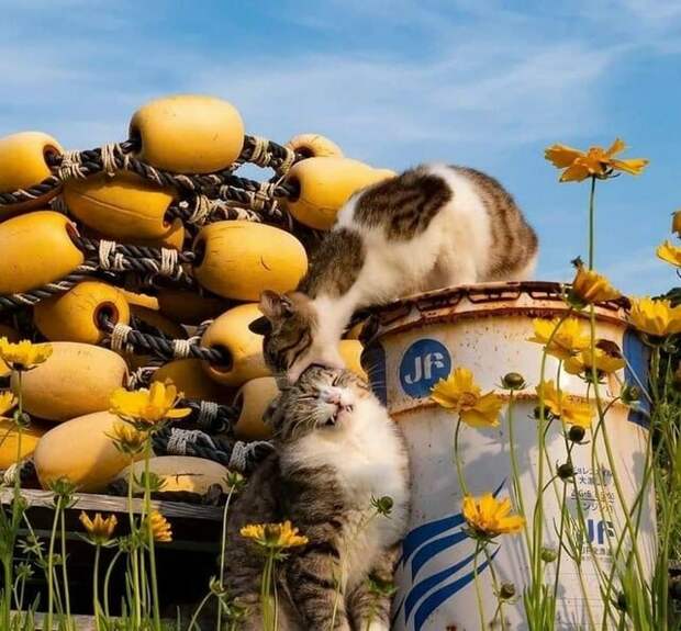 20 супер-мимимишных фотографий, которые вызовут у вас восторг