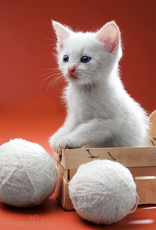 Позитив. Классные животные (89 фото)