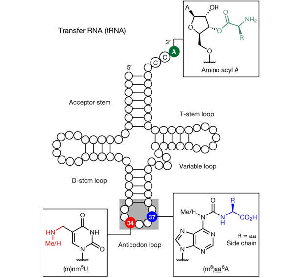 Молекулы РНК умеют синтезировать пептиды при помощи реликтовых нестандартных нуклеотидов