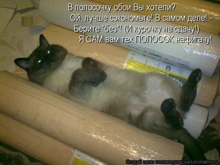 Лучшие котоматрицы недели (50 фото)
