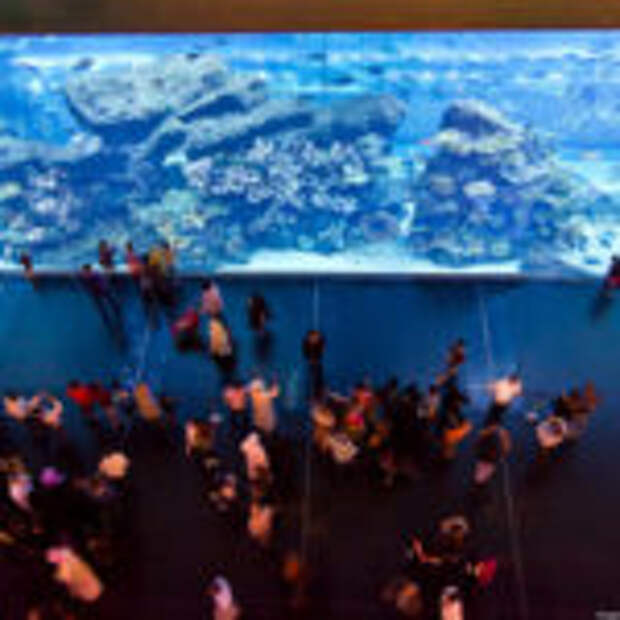 Аквариум и подводный зоопарк в Дубай Молл