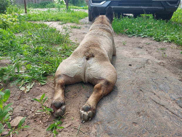 Ошейник, таблетки, капли: как защитить собаку от клещей