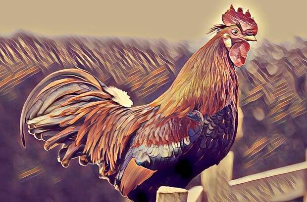 Собака, петух, лошадь. Слова, которых не знали древние славяне