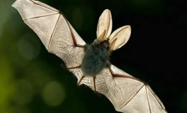 Почему летучие мыши почти ничем не болеют